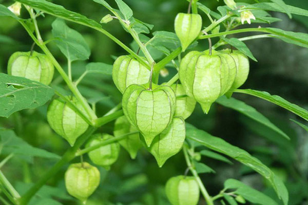 Cây lồng đèn giúp thải độc, mát gan và hỗ trợ tái tạo tế bào gan